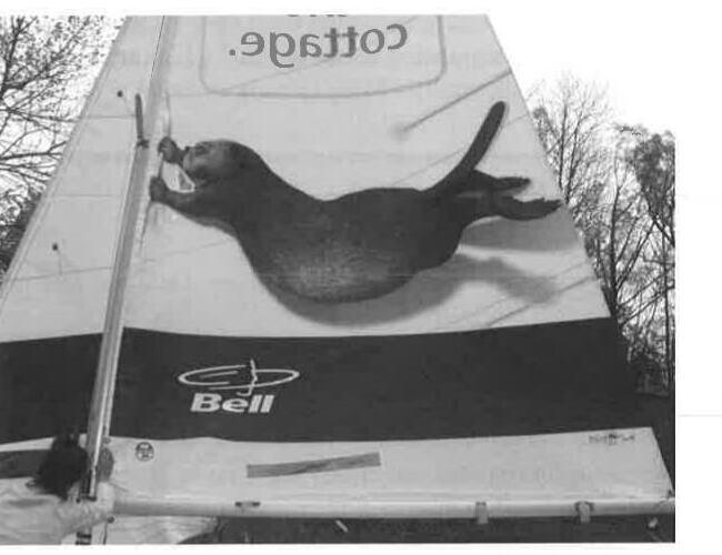 A Bell-sponsored Albacore mainsail printed with a beaver graphic