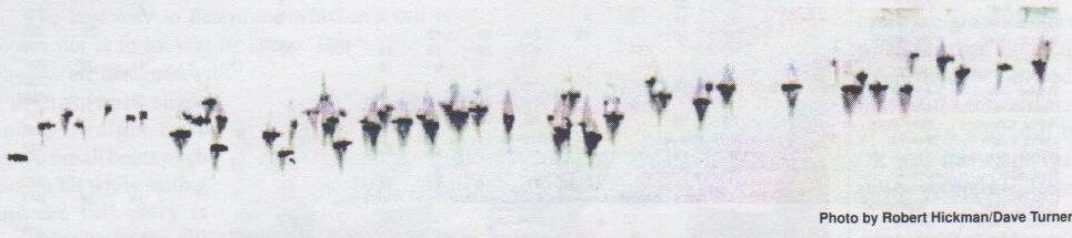 Wide shot of dozens of Albacores spread along a starting line on Toronto Outer Harbour
