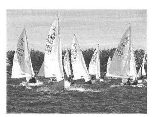 A fleet of Albacores racing together near Hamilton, trees along the shore